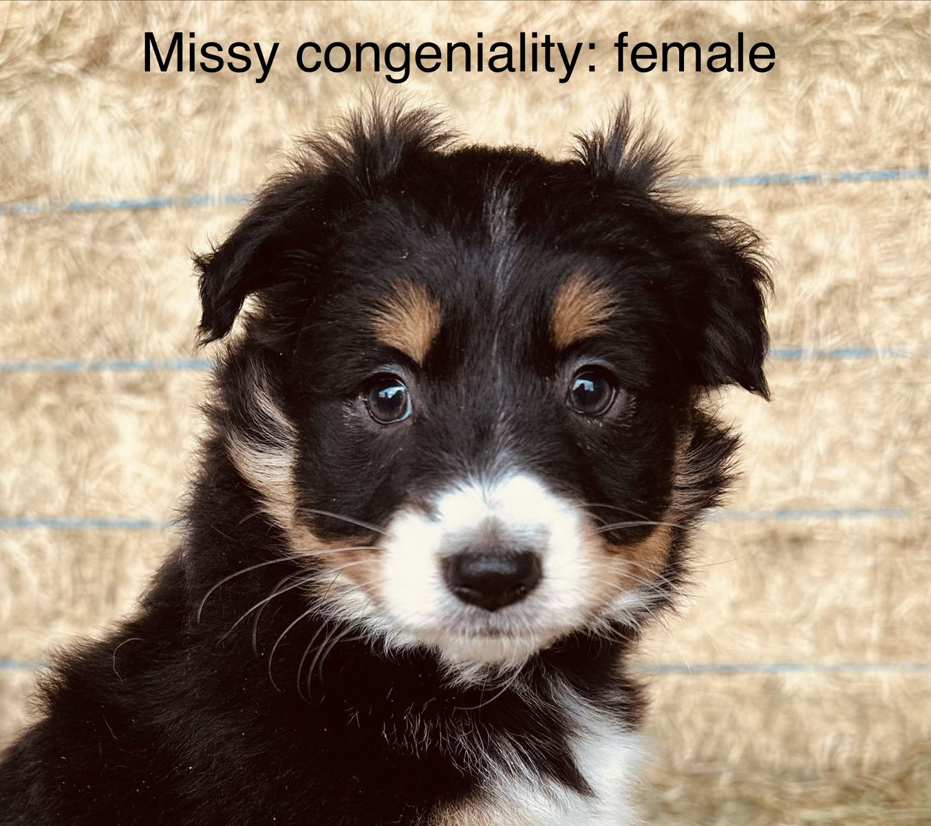 Purebred Standard Australian Shepherds