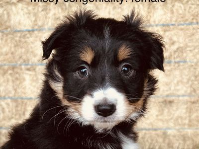 Purebred Standard Australian Shepherds