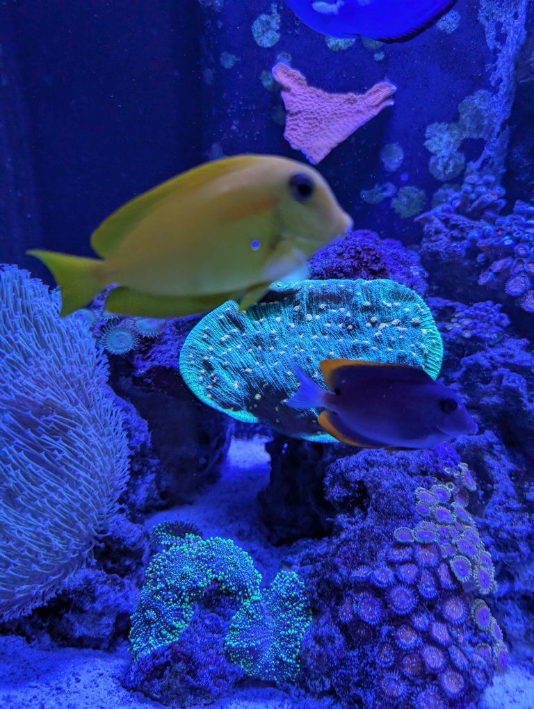 Orange shoulder tang Juvenile