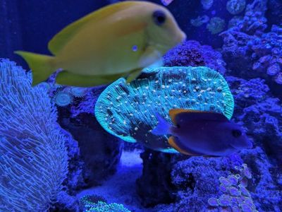 Orange shoulder tang Juvenile