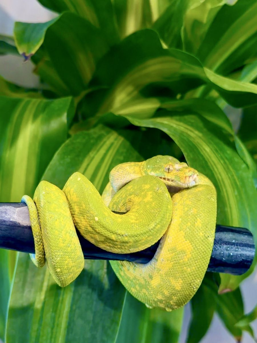 Biak Green Tree Python