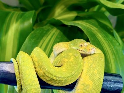 Biak Green Tree Python