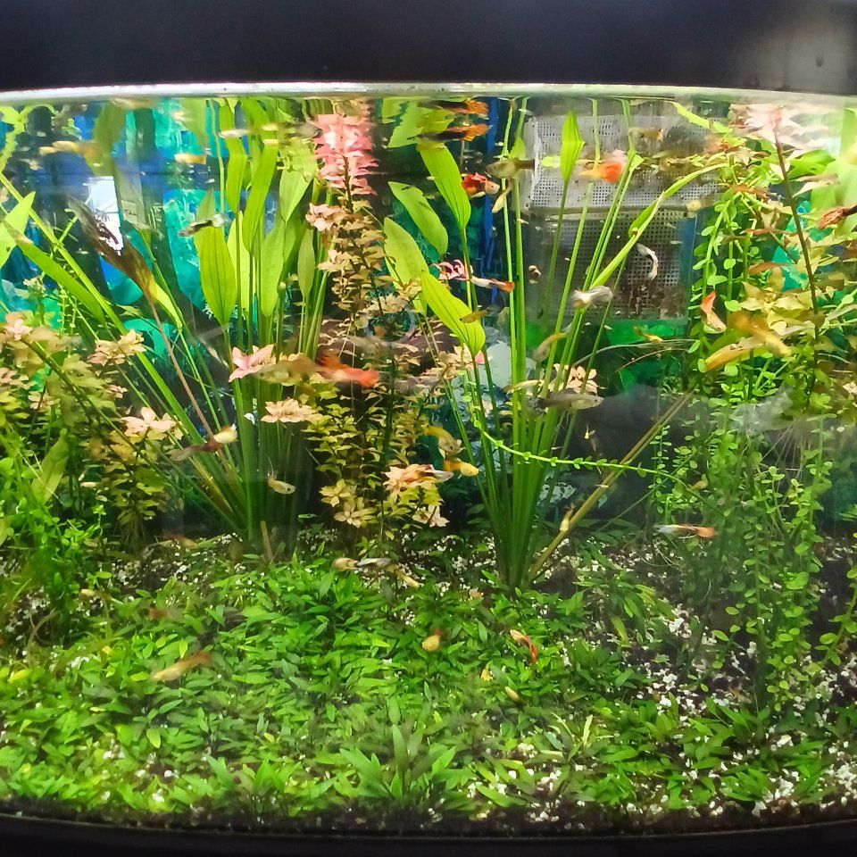 fancy guppies and plants