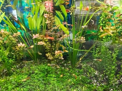 fancy guppies and plants