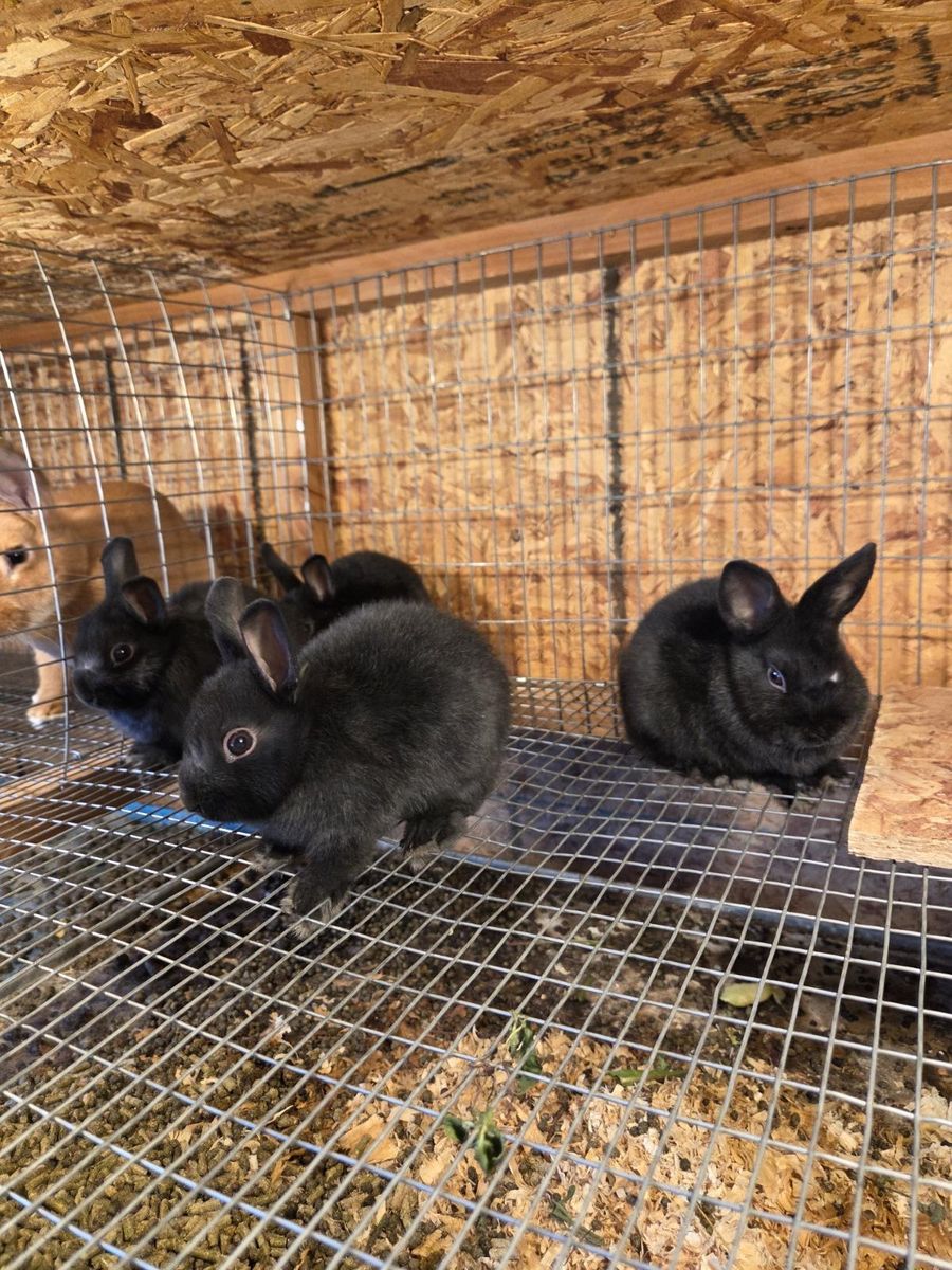 Netherland Dwarf Rabbits
