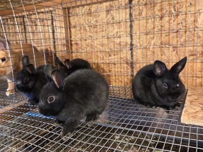 Netherland Dwarf Rabbits