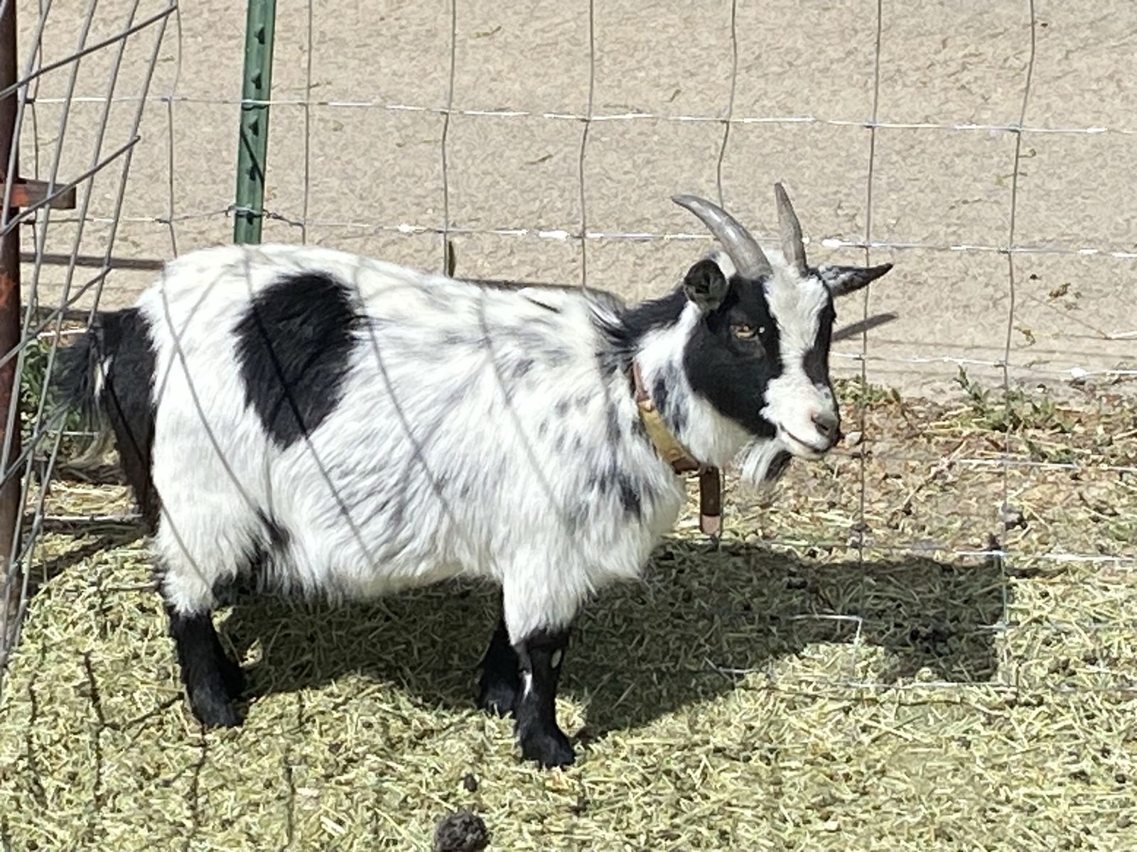 Nigerian Dwarf Nanny