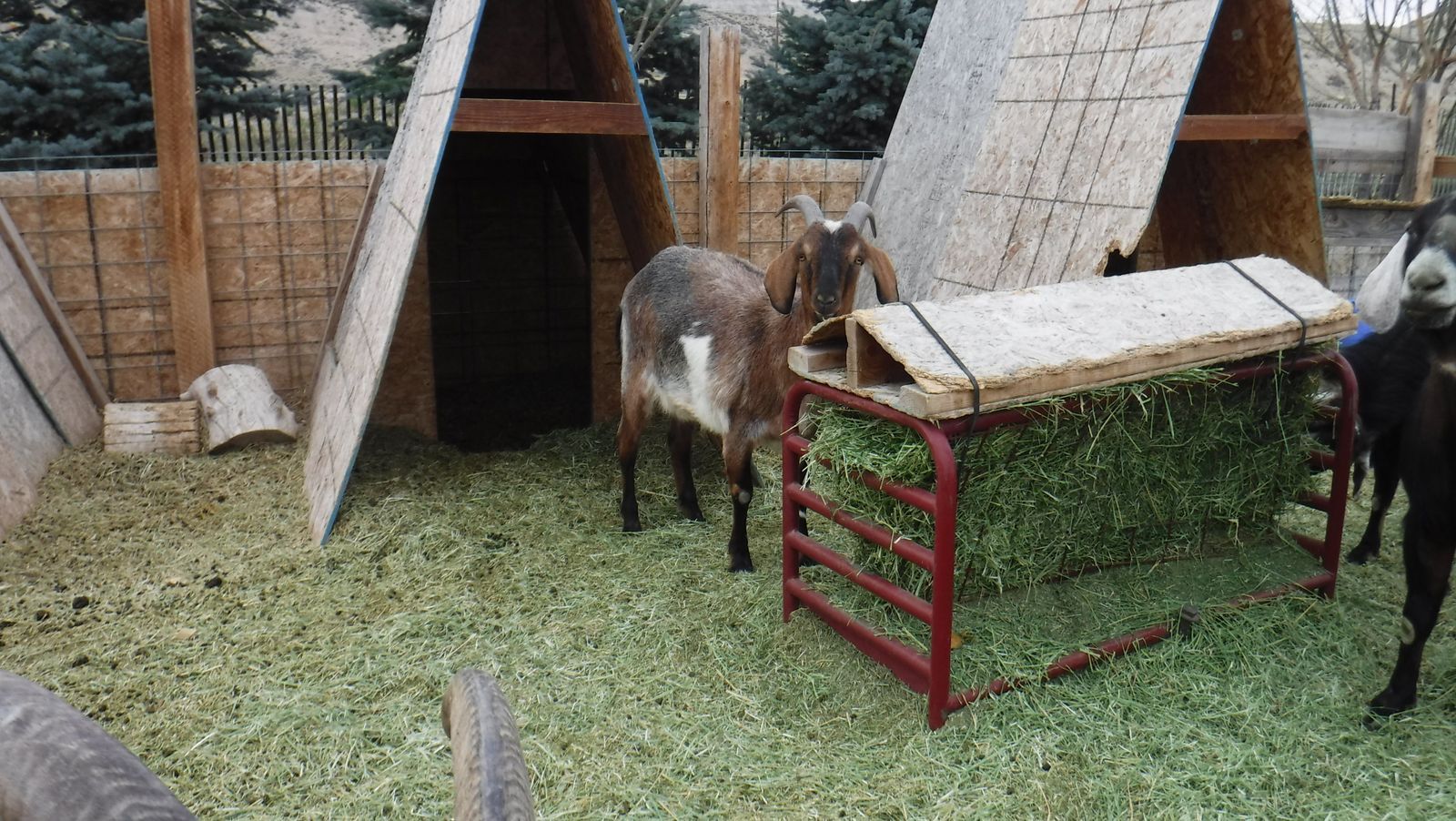2 year old Alpine / Nubian wether $300 OBO