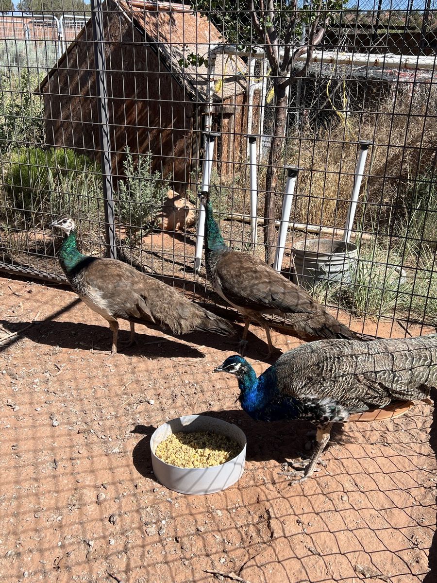 Peacock Trio