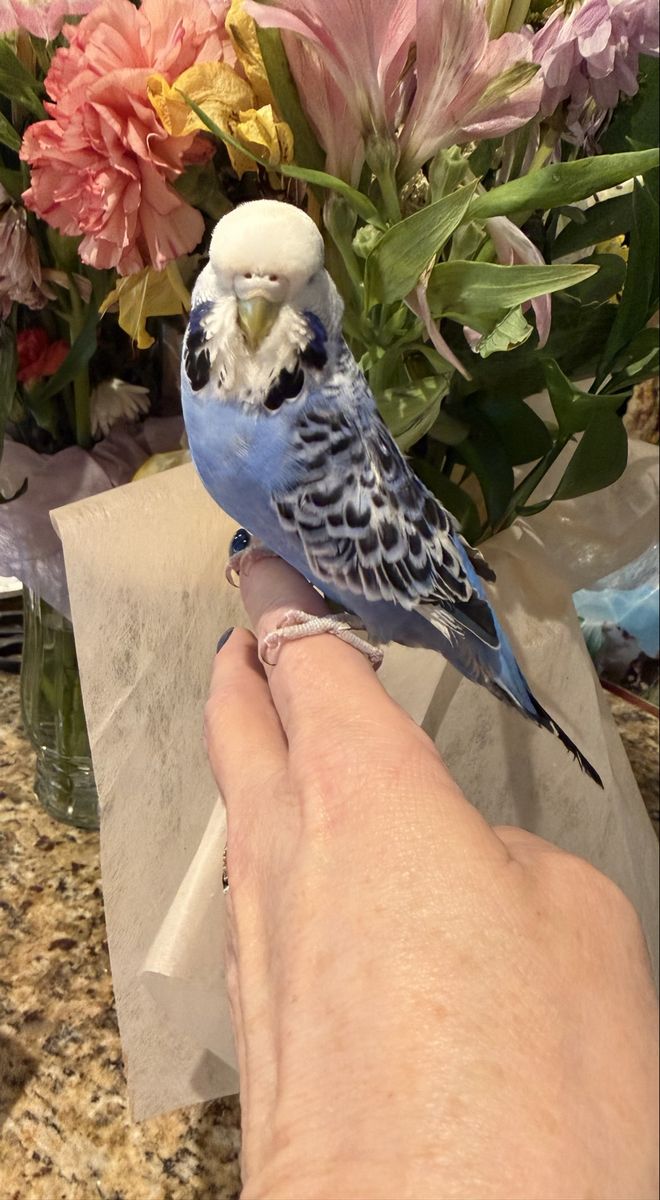 Handfed English budgie babies