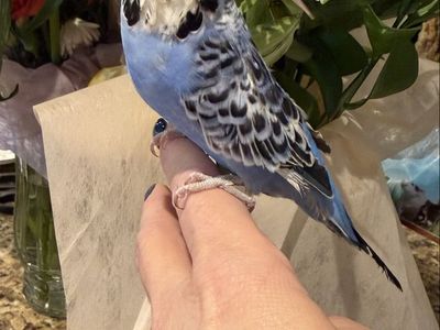 Handfed English budgie babies