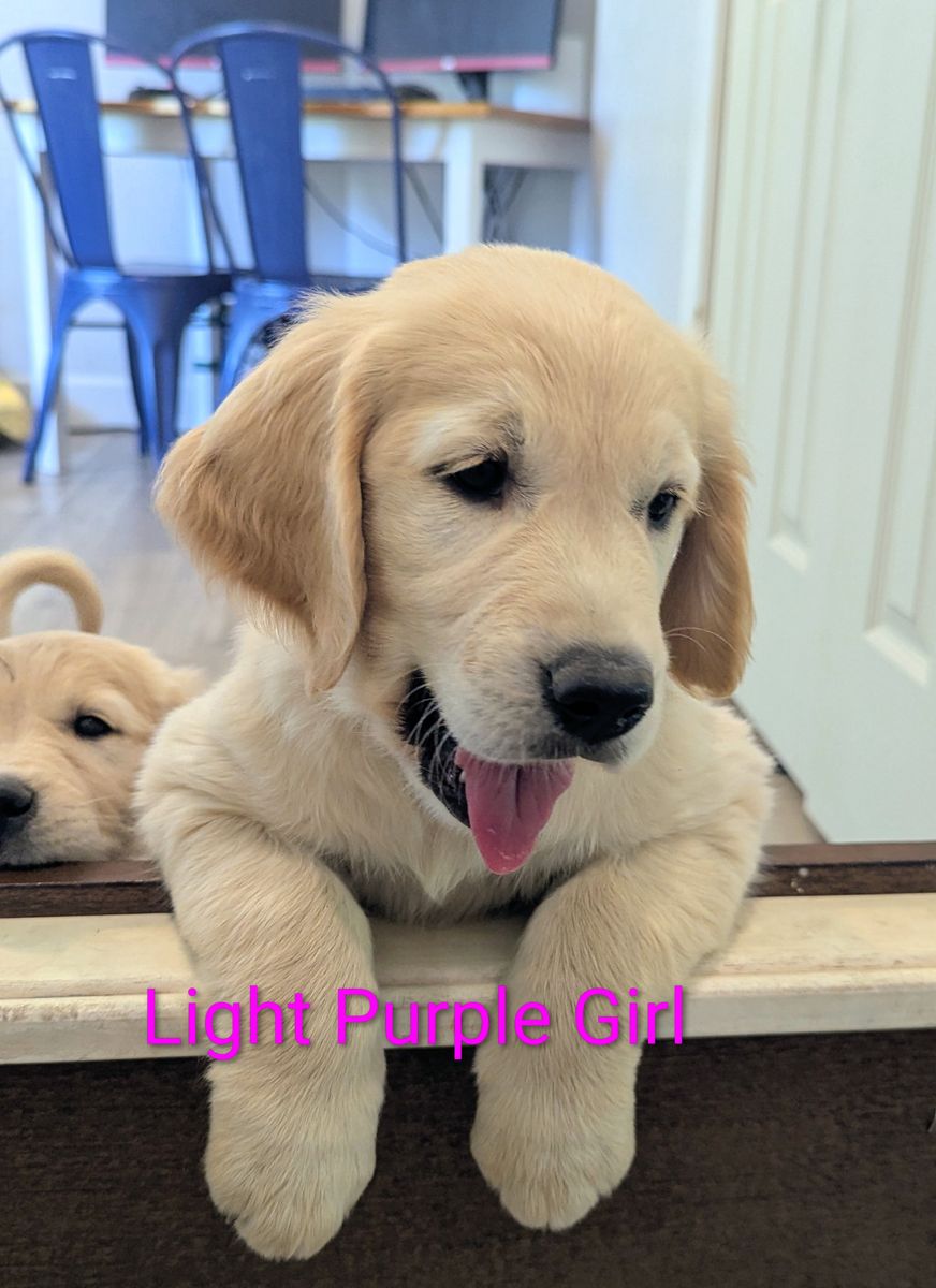 Female Goldens Ready Now! Full Registration AKC Golden Retriever Puppies