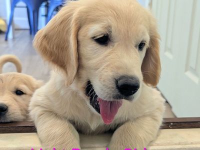 Female Goldens Ready Now! Full Registration AKC Golden Retriever Puppies