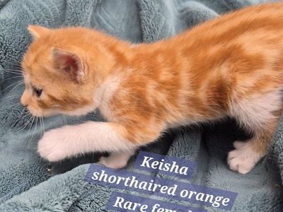 Gorgeous Rare Beautiful friendly female kittens!