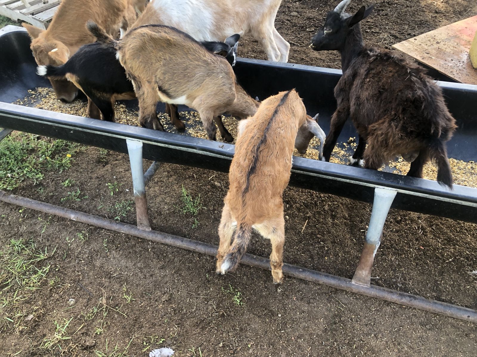 Bottle Raised Goat Kids