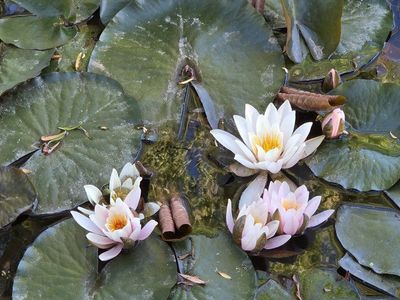 Beautiful Water Lilies for Pond or Water Feature - Live Plants