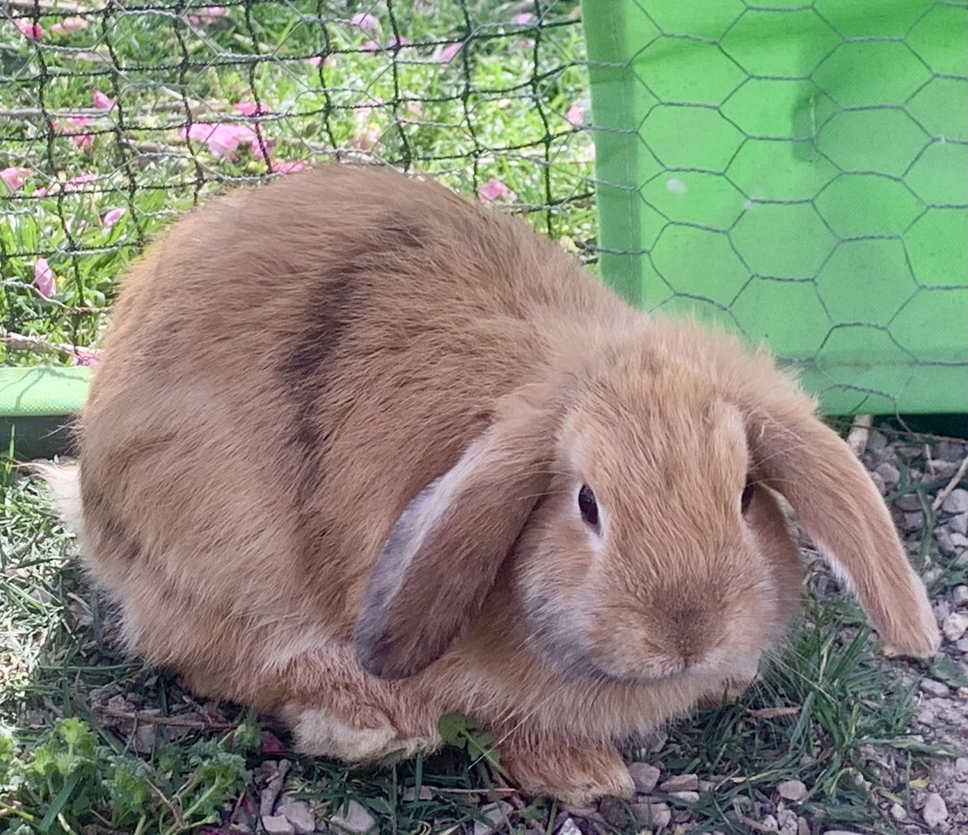 Unique Dwarf/Holland Lop Babies 2 Bucks Left!