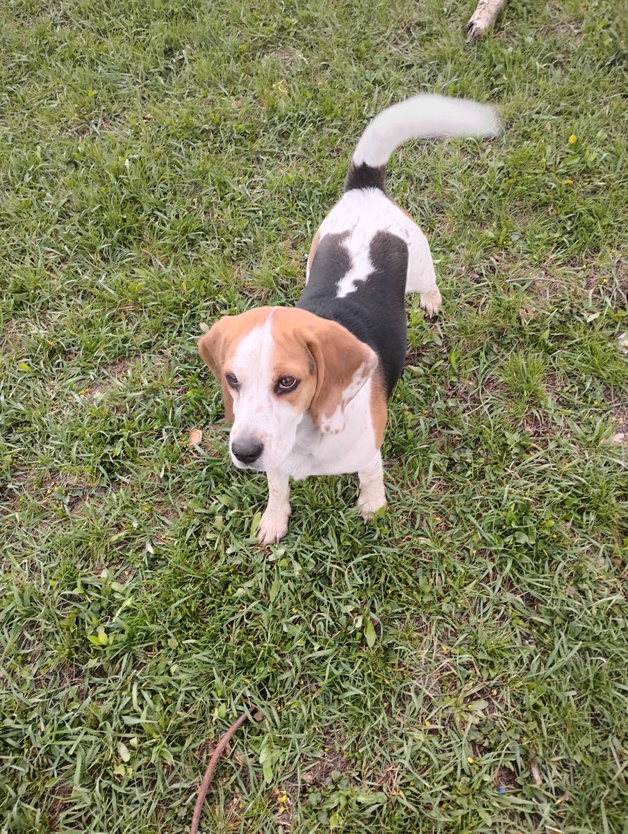 Found a lost beagle going from hyrum to Wellsville