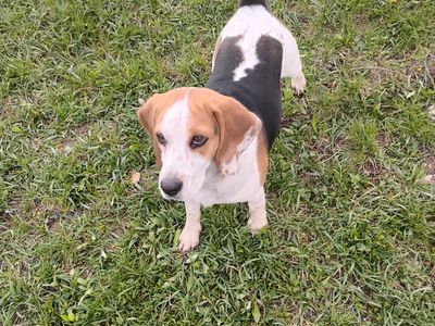Found a lost beagle going from hyrum to Wellsville