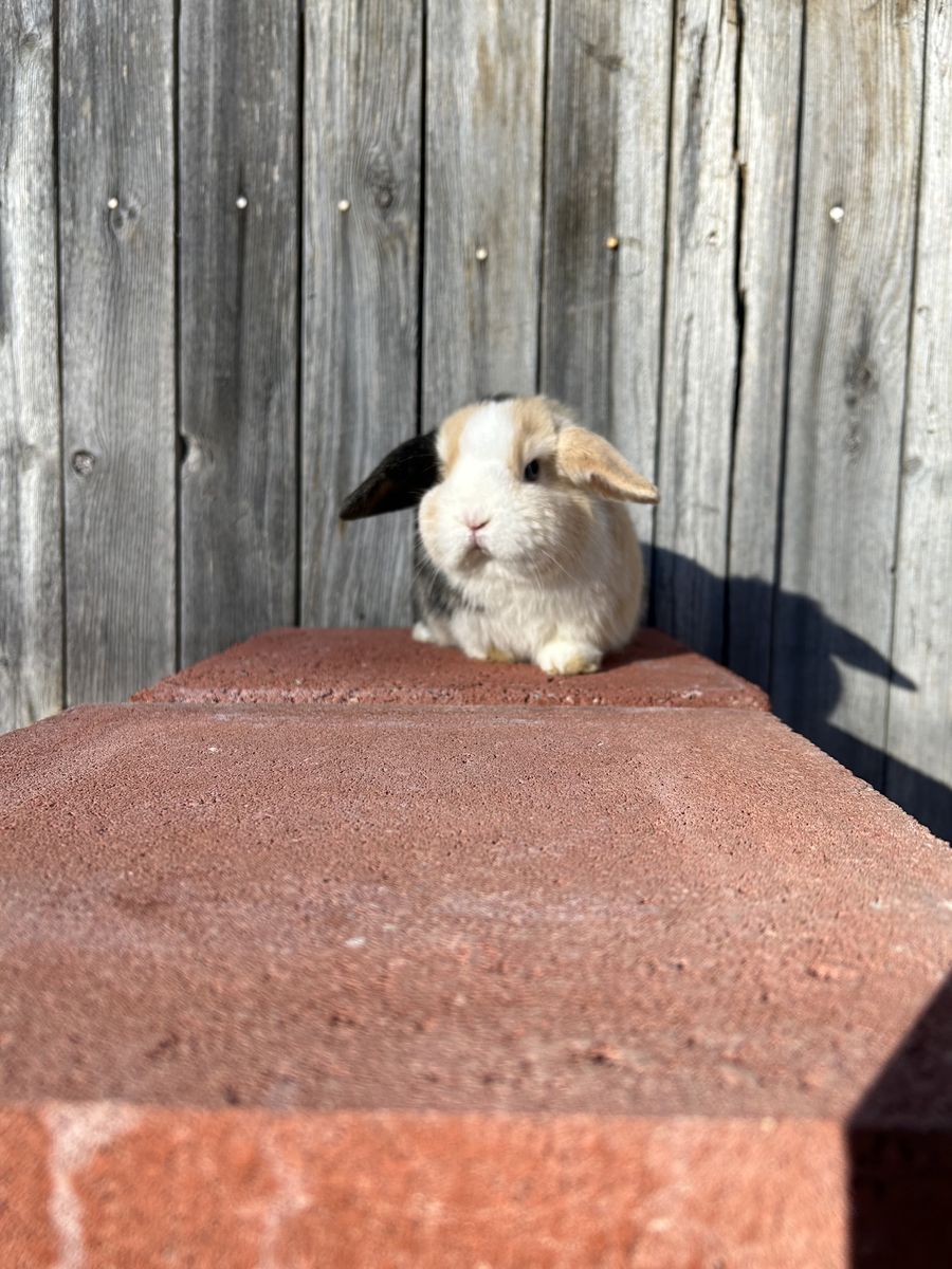 Holland lop Doe (ears up)