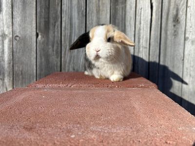 Holland lop Doe (ears up)