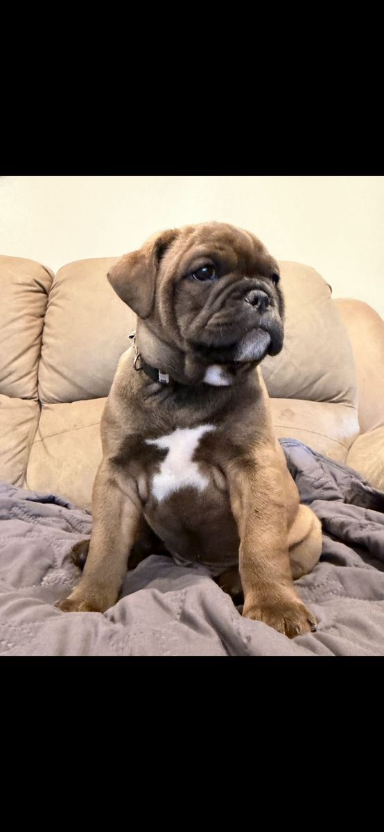Olde English Bulldogs/Frenchie  mix puppies