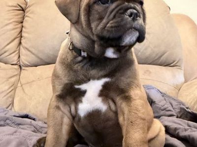 Olde English Bulldogs/Frenchie mix puppies