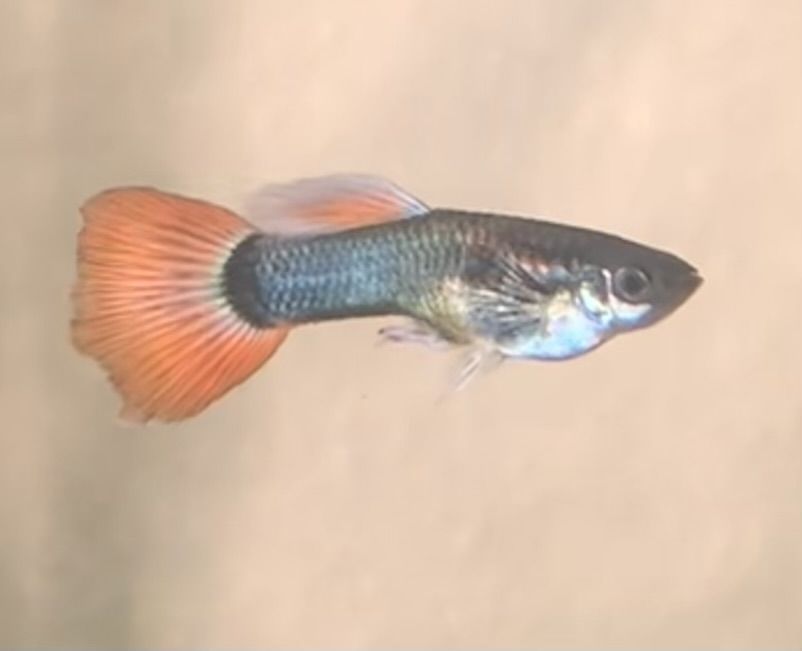 Fancy guppies
