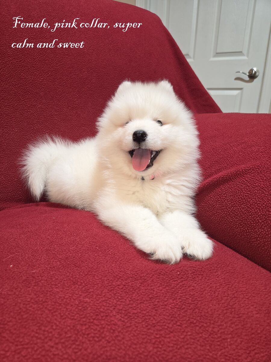 Beautiful female Samoyed puppy (not a Poodle, Shepherd, Retriever) AKC