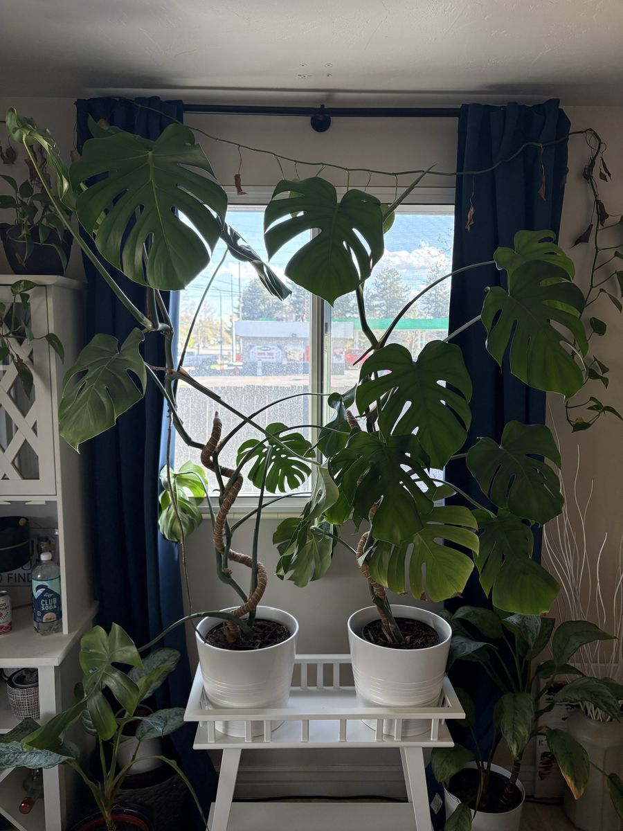 5 ft tall healthy monstera plants for sale