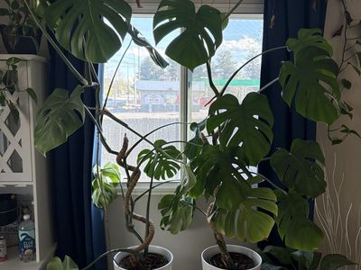 5 ft tall healthy monstera plants for sale