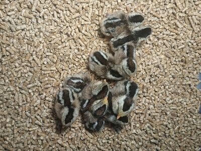 Golden and silver duckwing phoenix bantams show quality birds