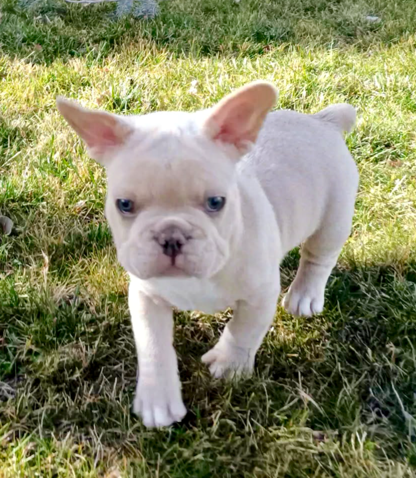 AKC French Bulldog Puppies