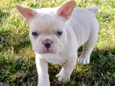 AKC French Bulldog Puppies