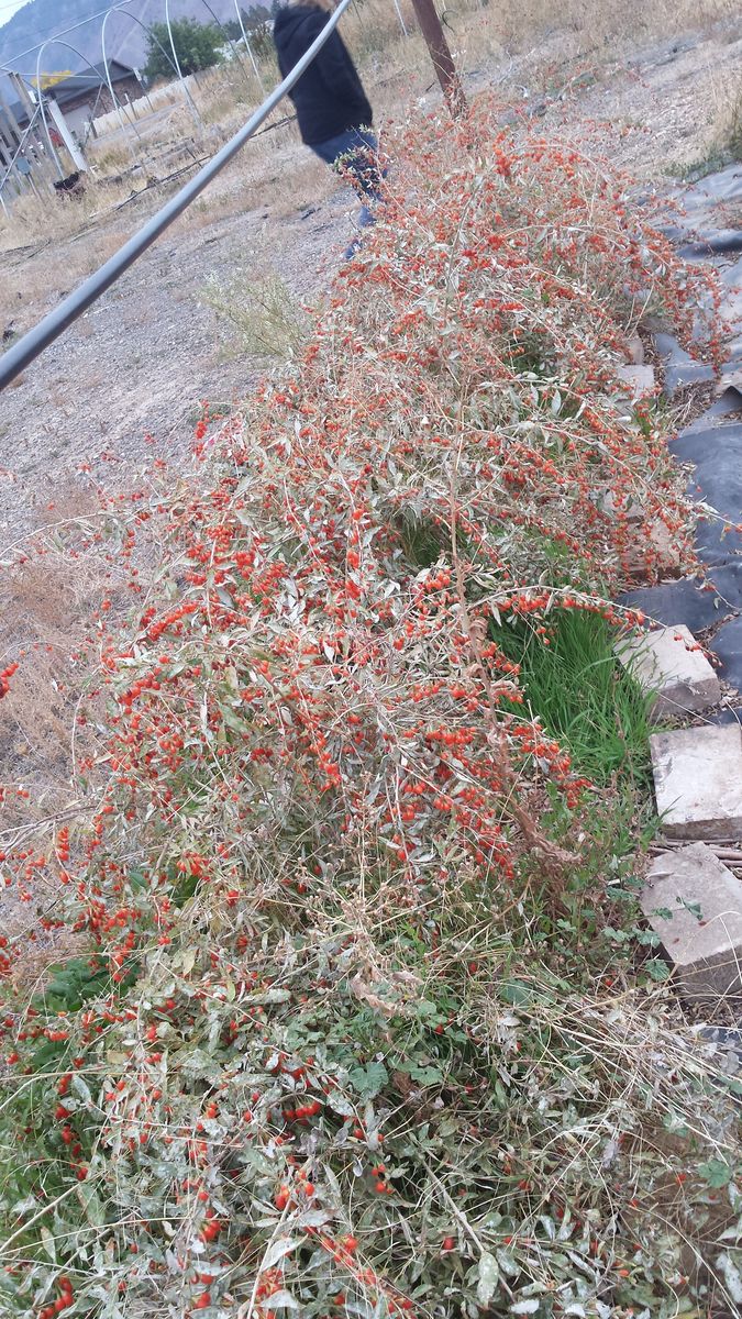 Omega 7 Rare Seabuckthorn Berry bushes M/F pair