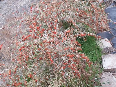 Omega 7 Rare Seabuckthorn Berry bushes M/F pair