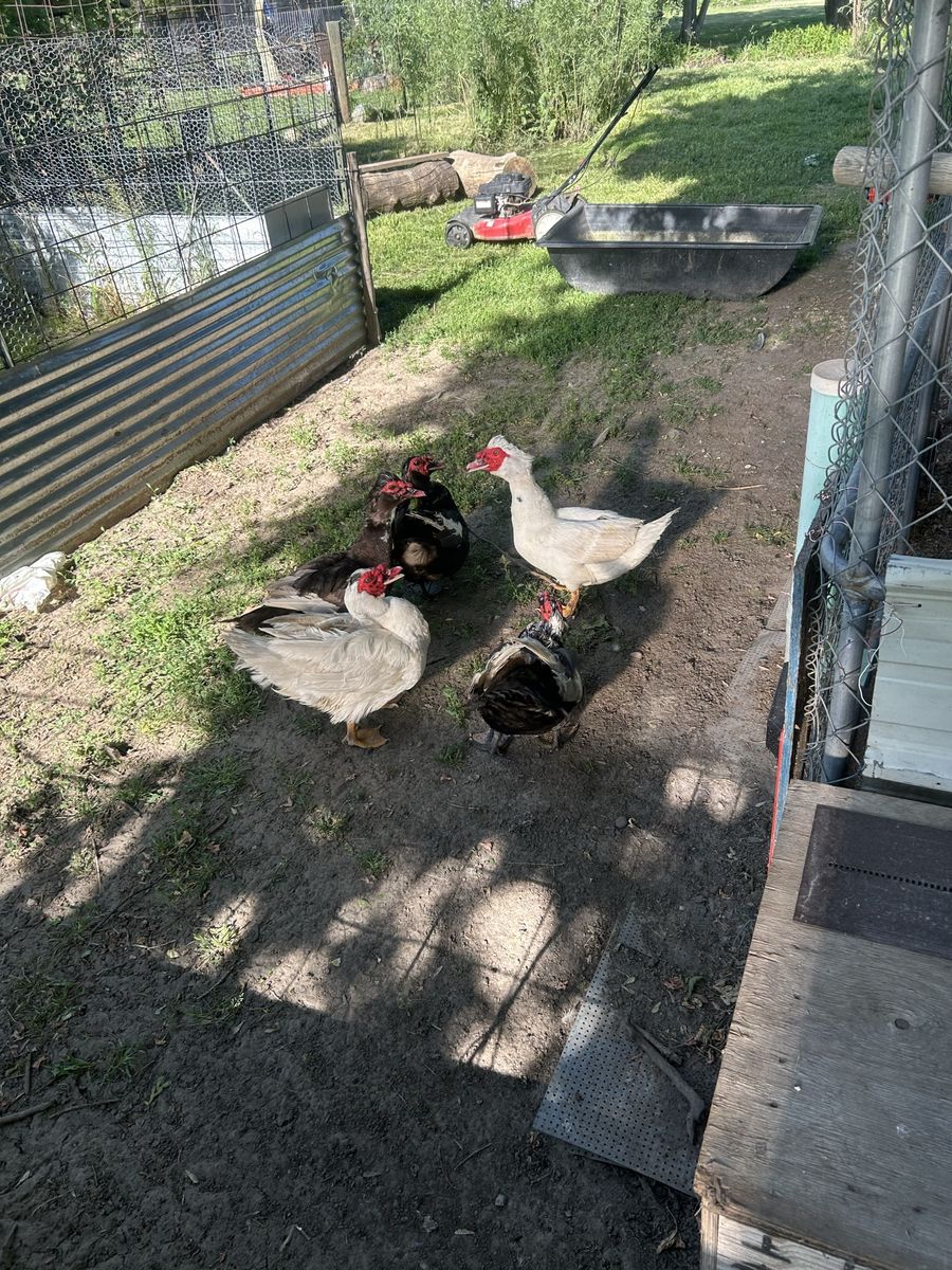 Ducks for sale