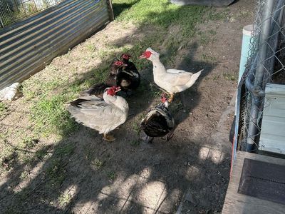 Ducks for sale