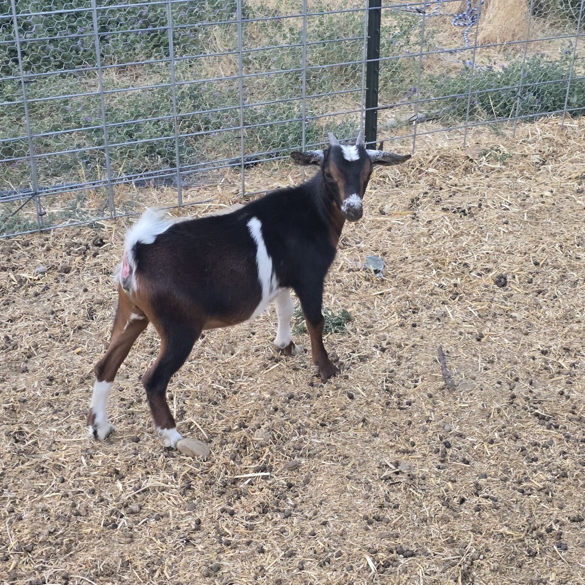 Nigerian Dwarf Goat Kid