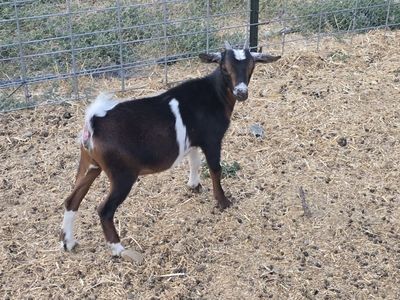 Nigerian Dwarf Goat Kid