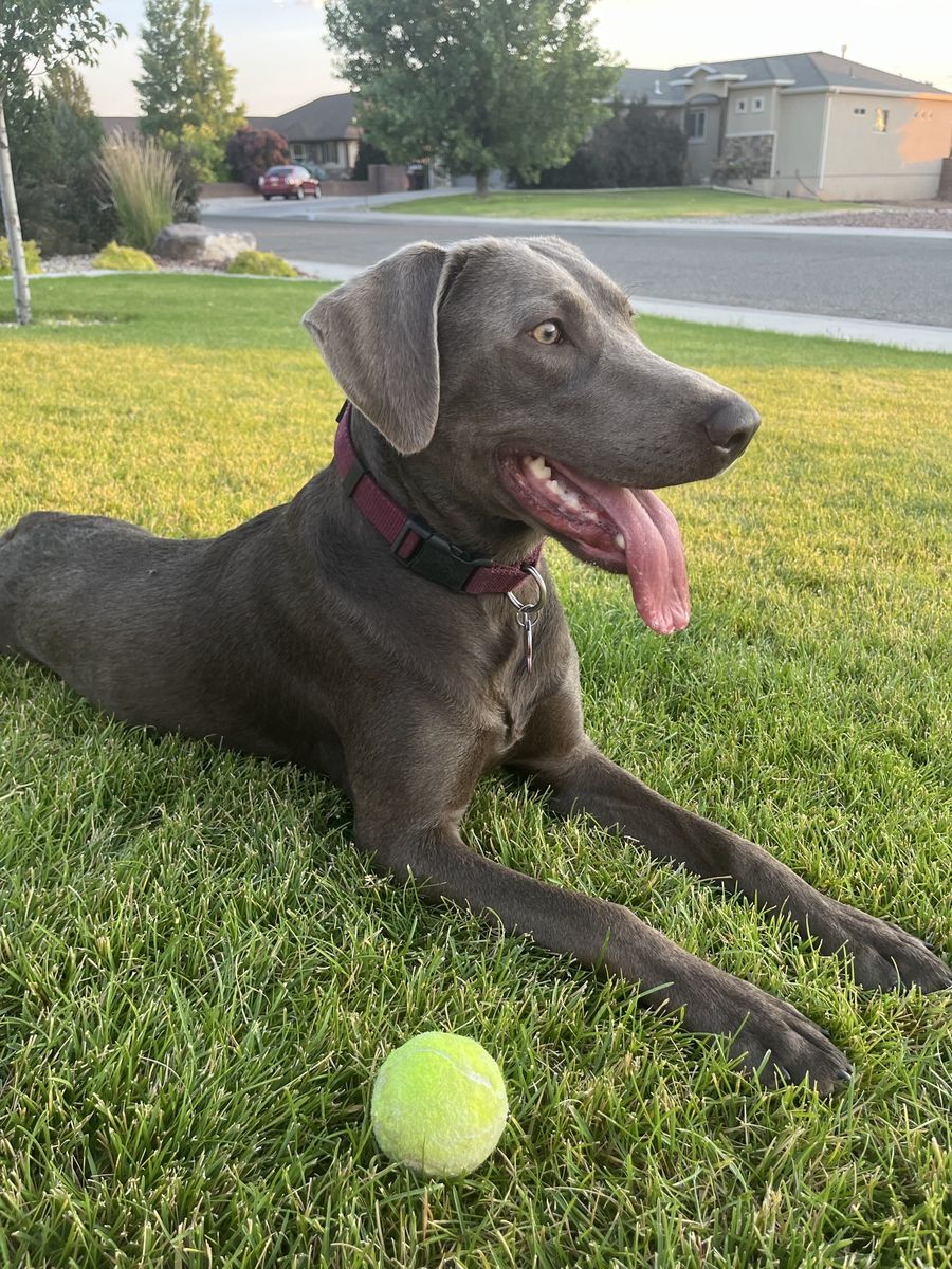 ISO Stud- AKC Registered Silver Lab
