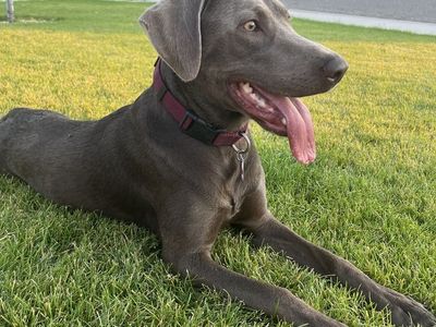 ISO Stud- AKC Registered Silver Lab