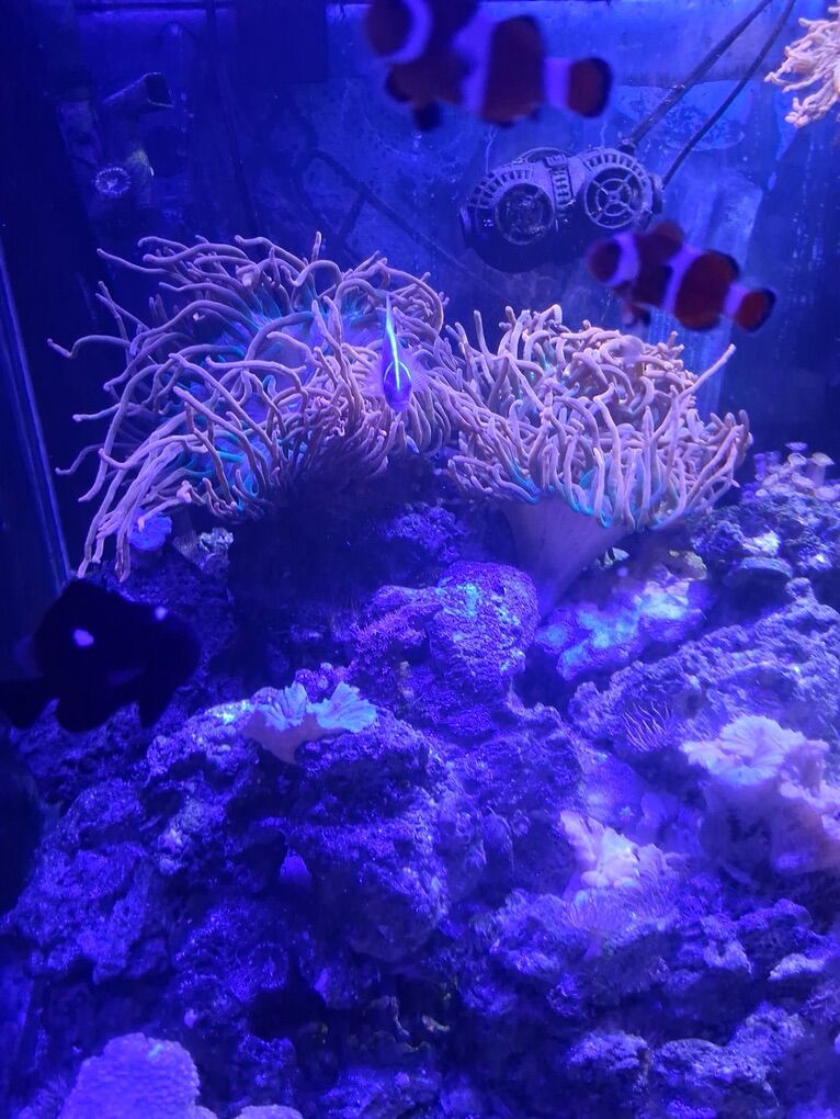 ANEMONA  ROSE BUBBLE