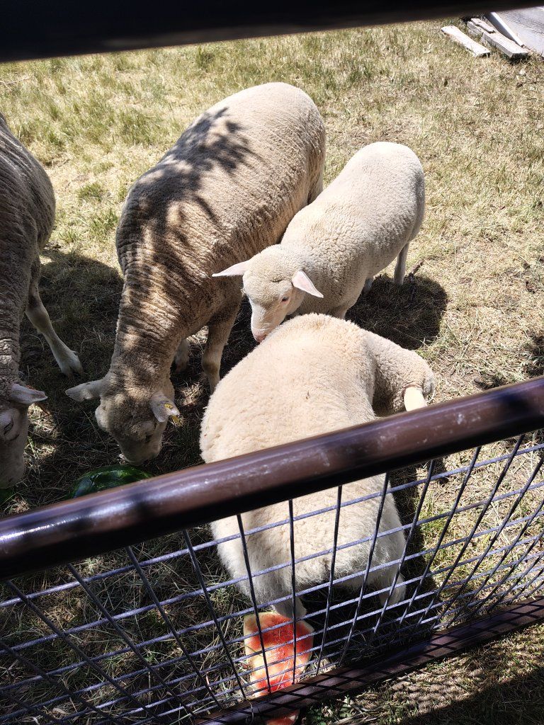 Dorset Lambs Ready to Go: