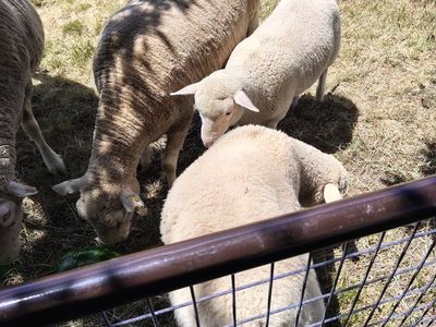 Dorset Lambs Ready to Go: