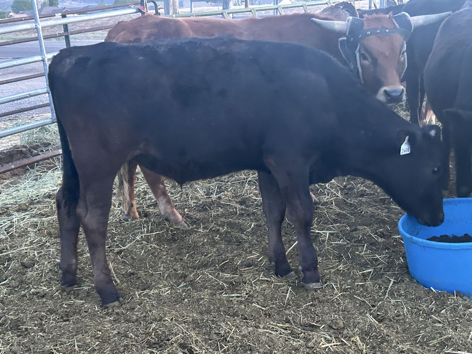 Steer