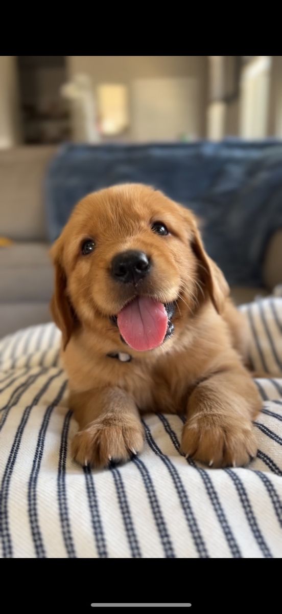 Red Golden Retriever Puppies - 2 Left