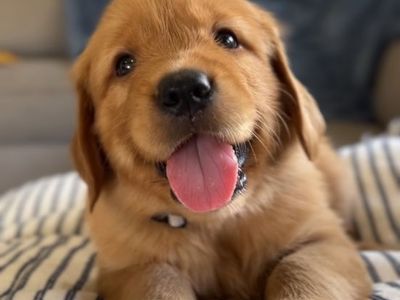 Red Golden Retriever Puppies - 2 Left