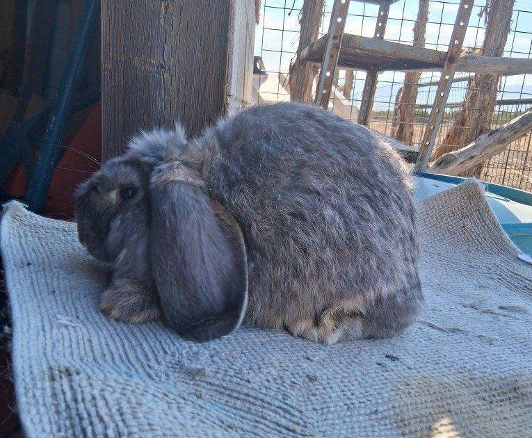 big baby girl French lop