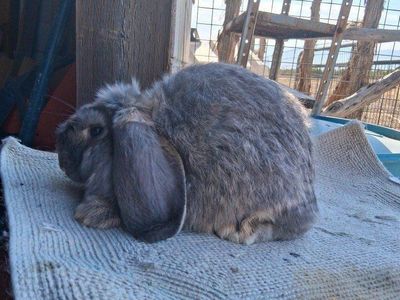 big baby girl French lop